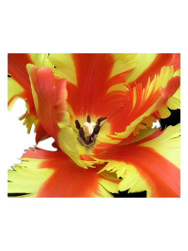 Bud Parfums Jezebel
